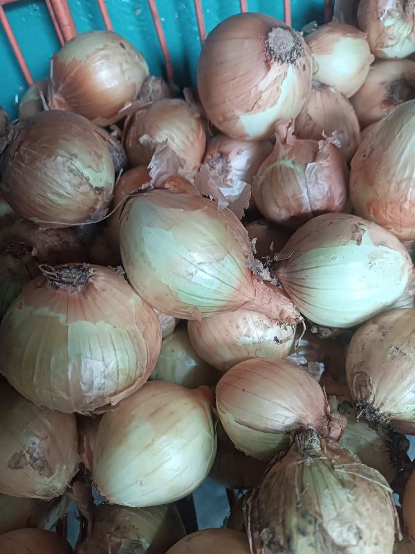 Cebolla
