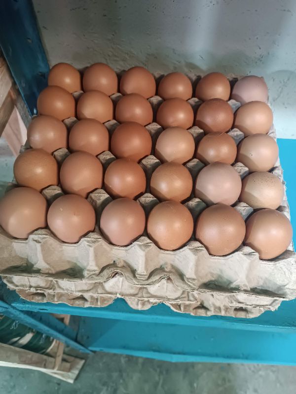 Huevos