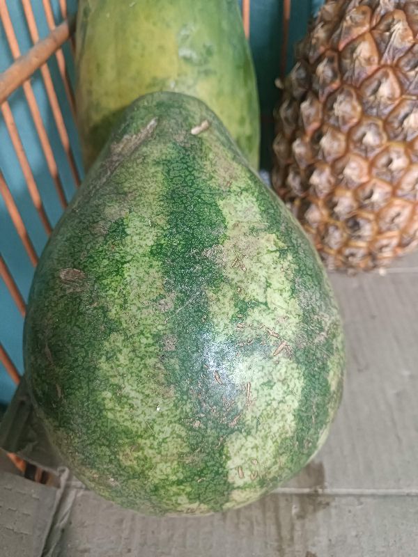 Patilla