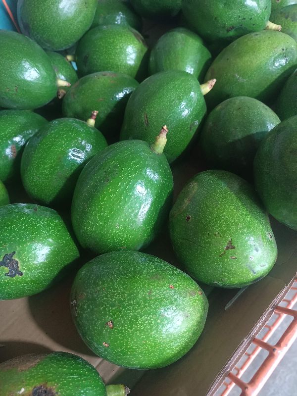 Aguacate