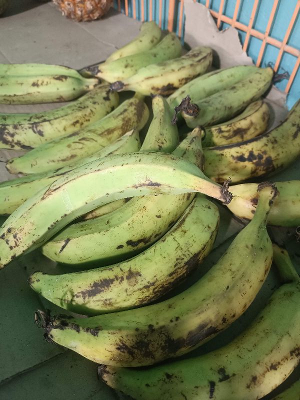 Platano