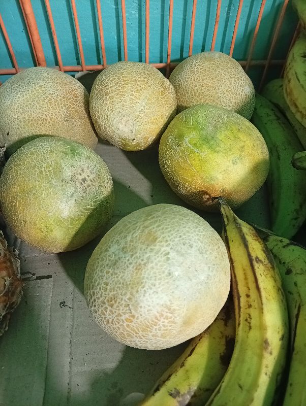 Melon