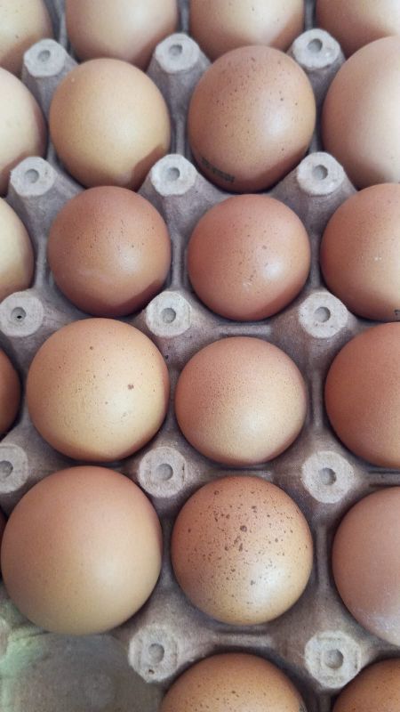 Huevos