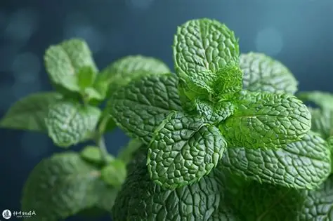 H-Menta