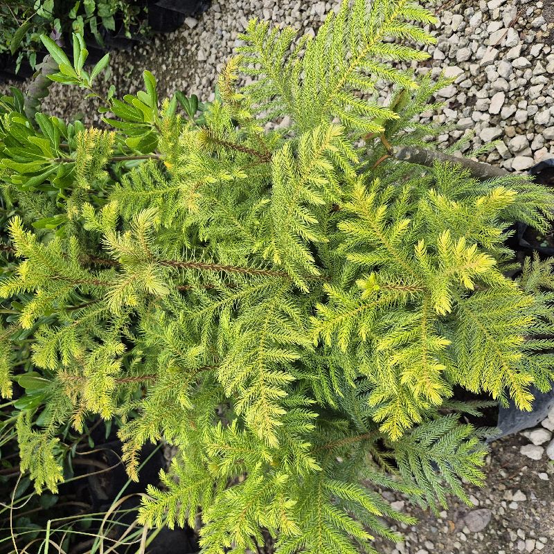 Araucaria ch