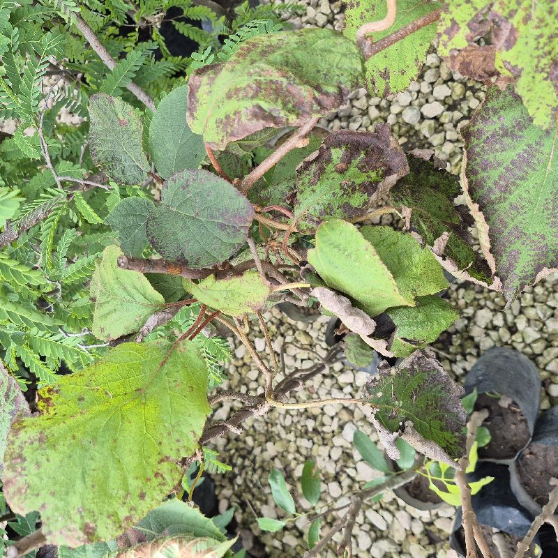 Kiwi