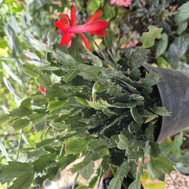 Cactus de navidad
