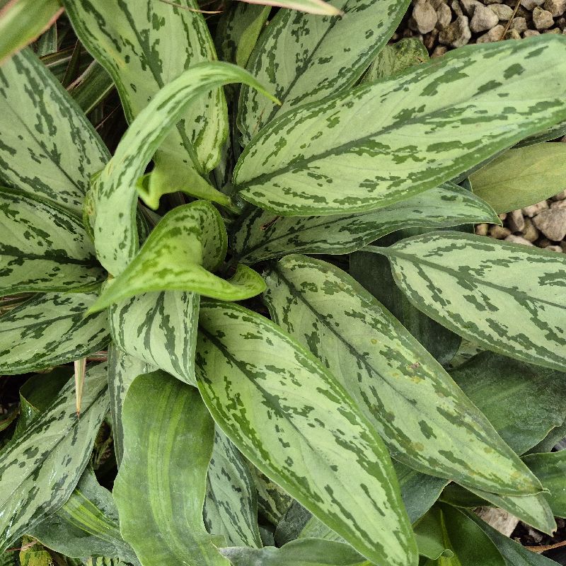 Aglanoema