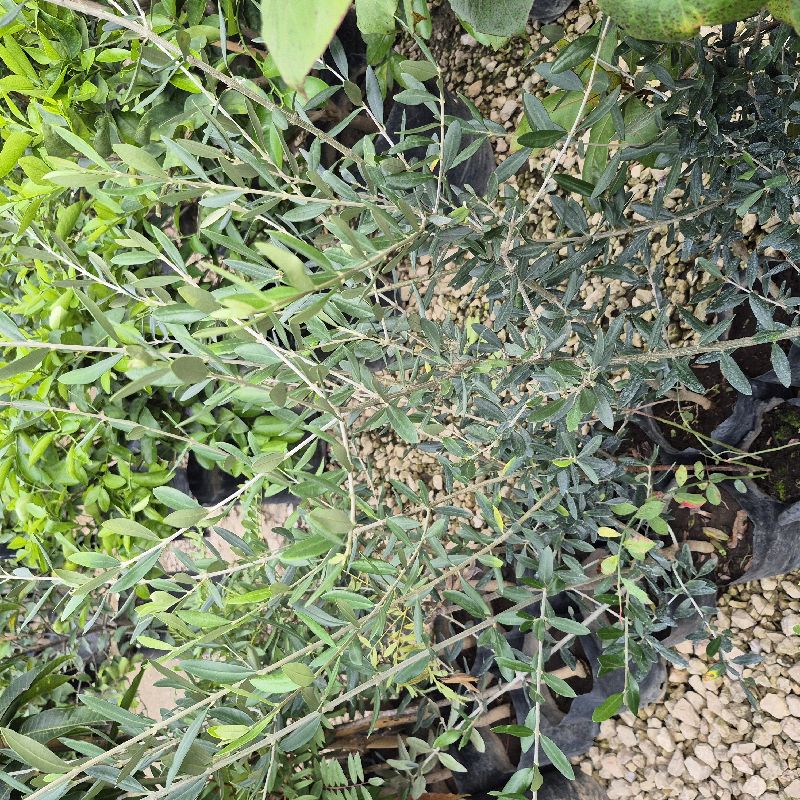 Olivo