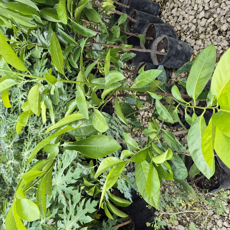 Zapote negro