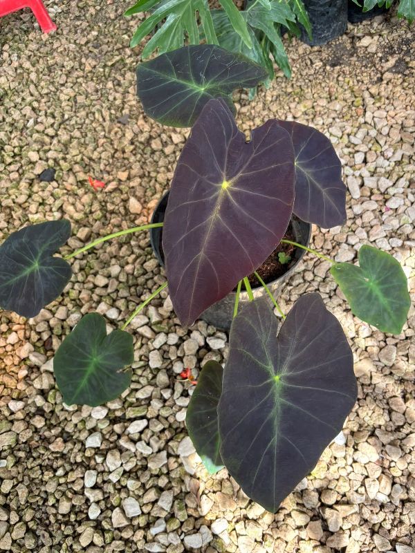 Colocasia esculenta