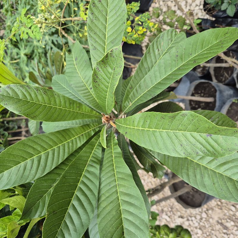 Mamey