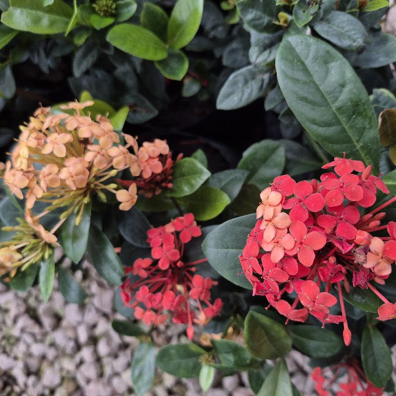 Ixora