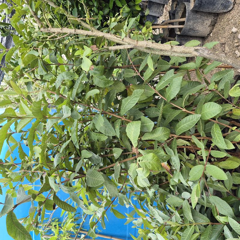 Guayaba med