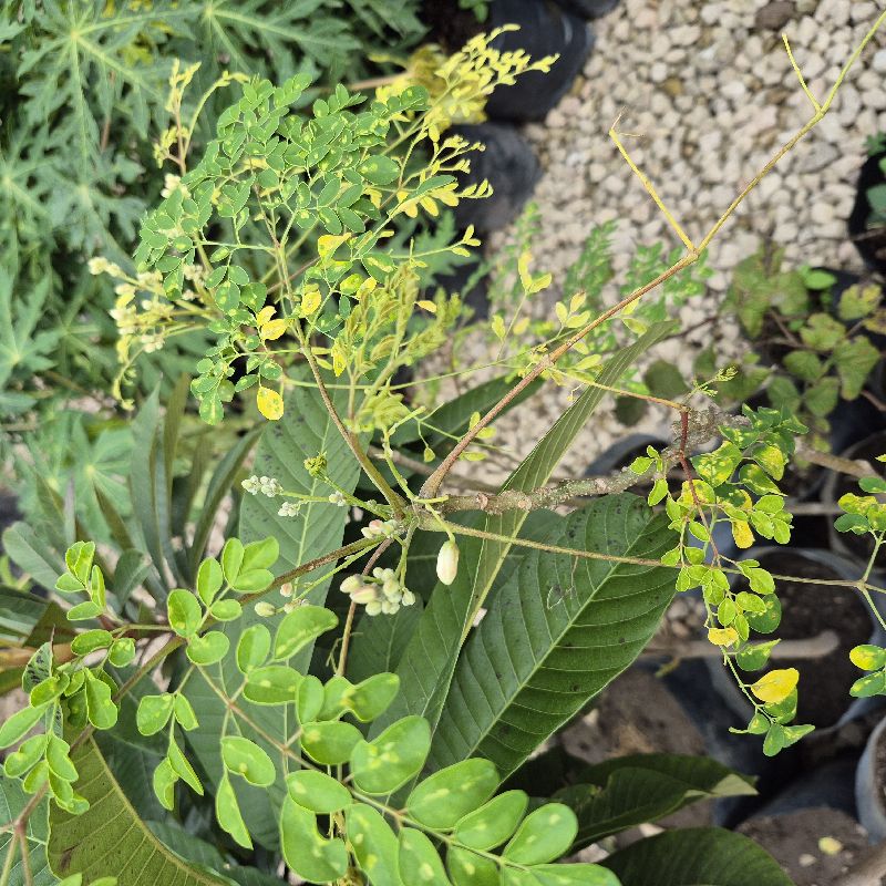 Moringa