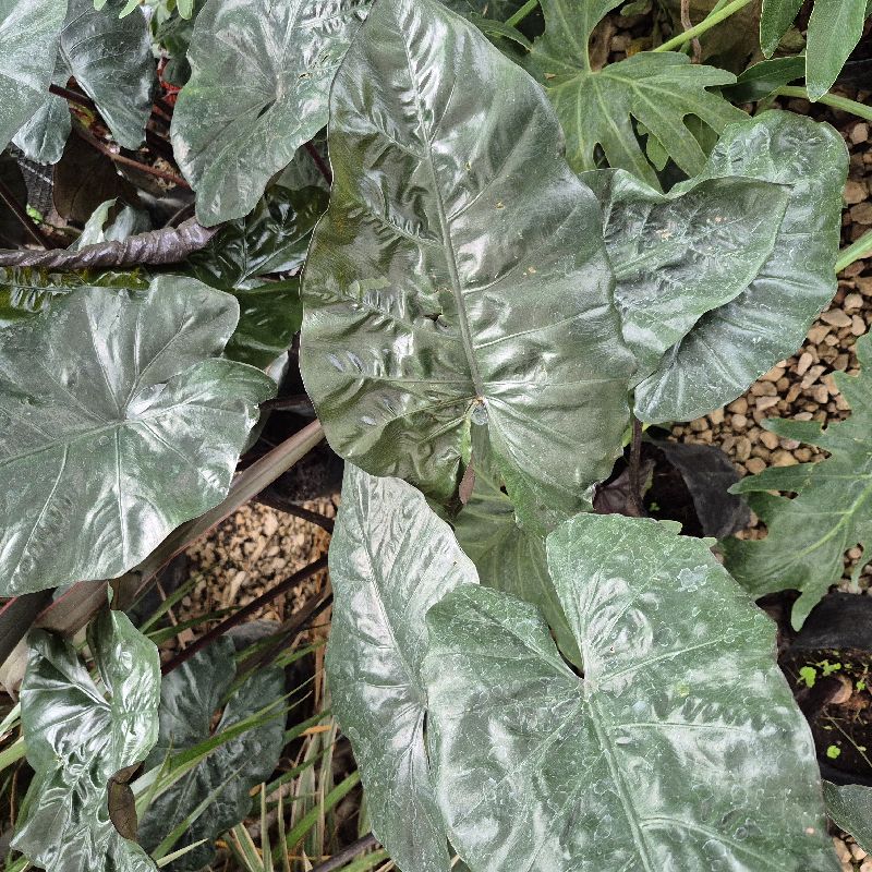 Alocasia hoja negra