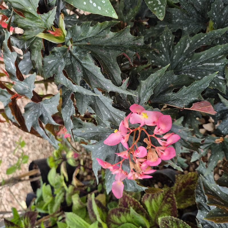 Begonia