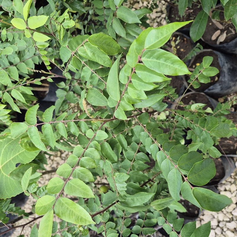 Carambola