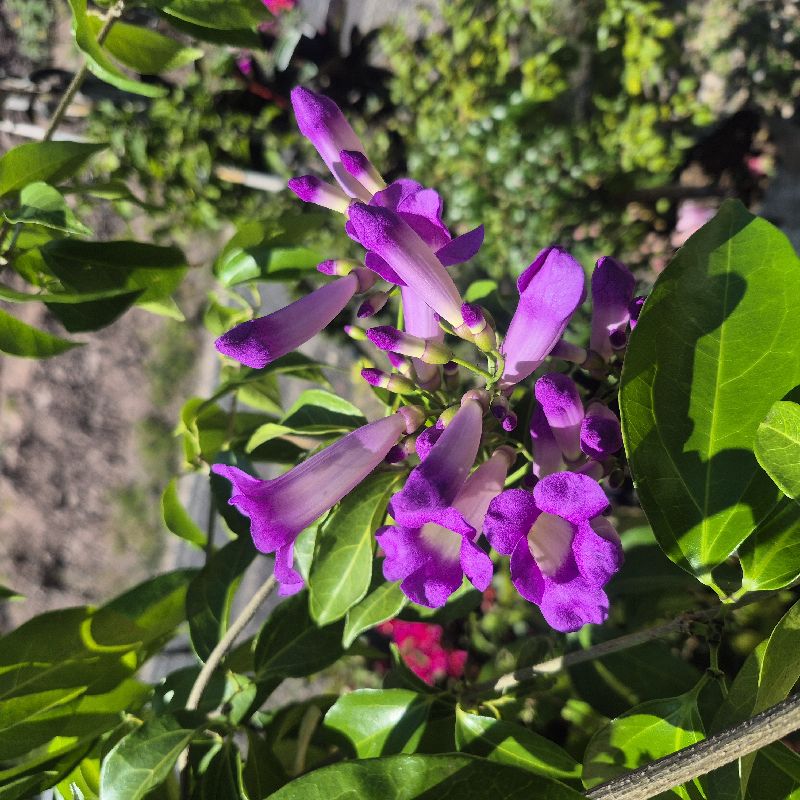 Ajillo