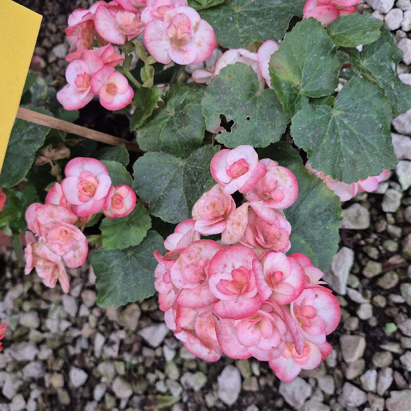 Begonia eliator