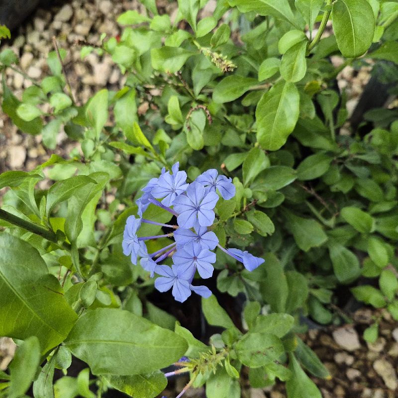 Plumbago ch