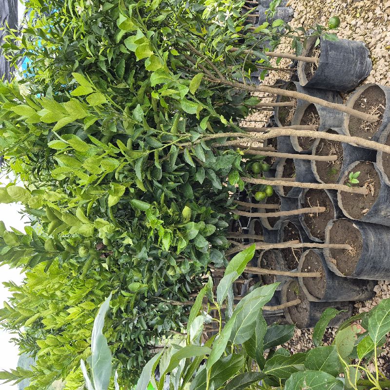 Mandarina reyna B12