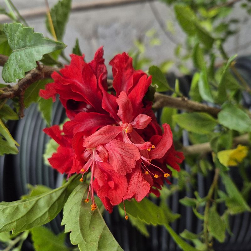 Tulipan relleno chino rojo