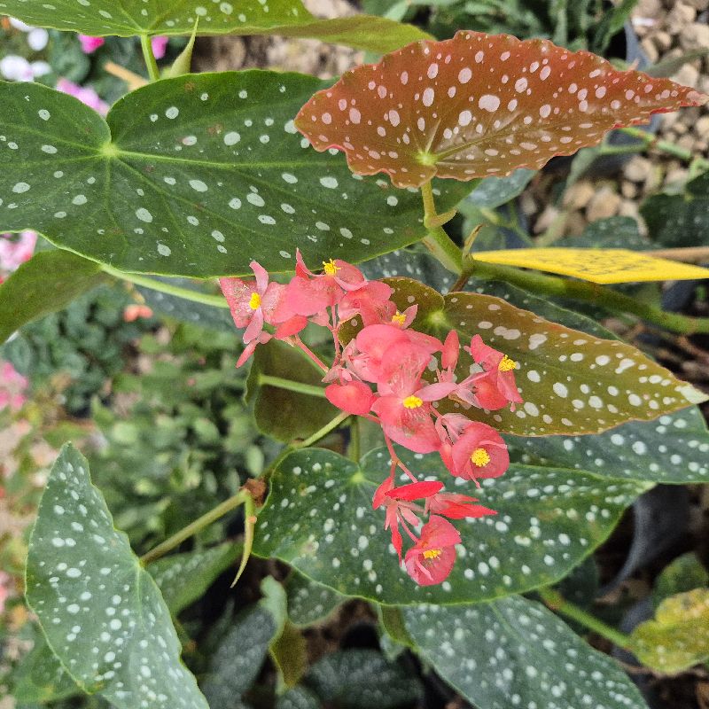 Begonia alas de ángel