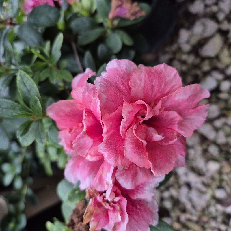 Azalea ch