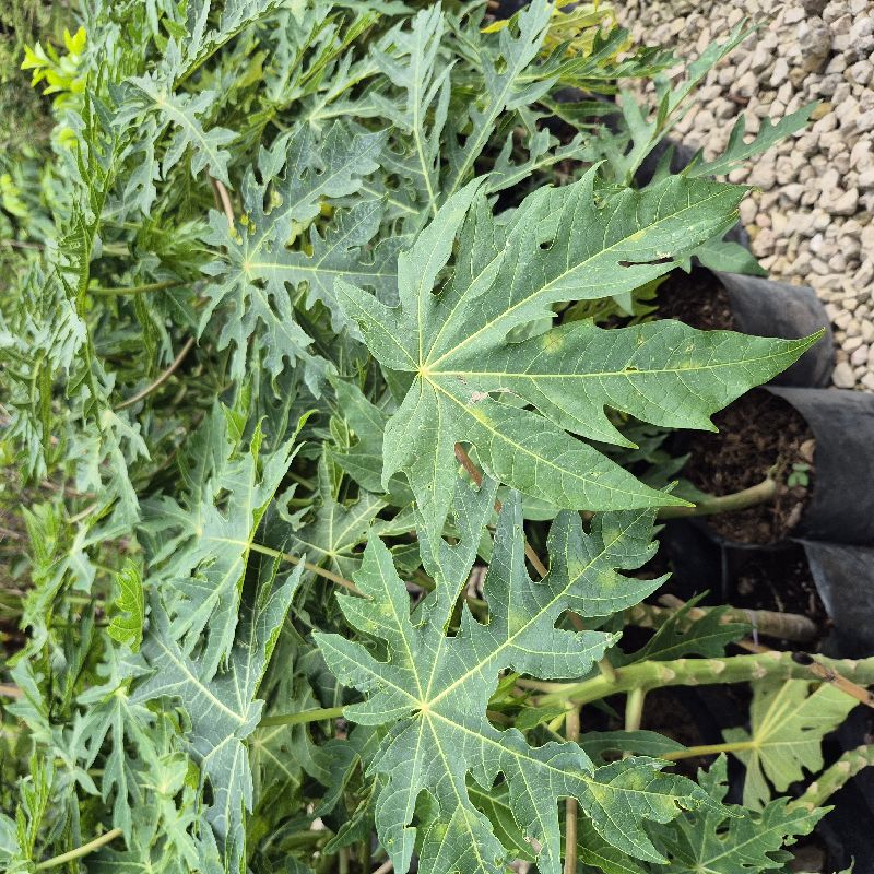 Papaya