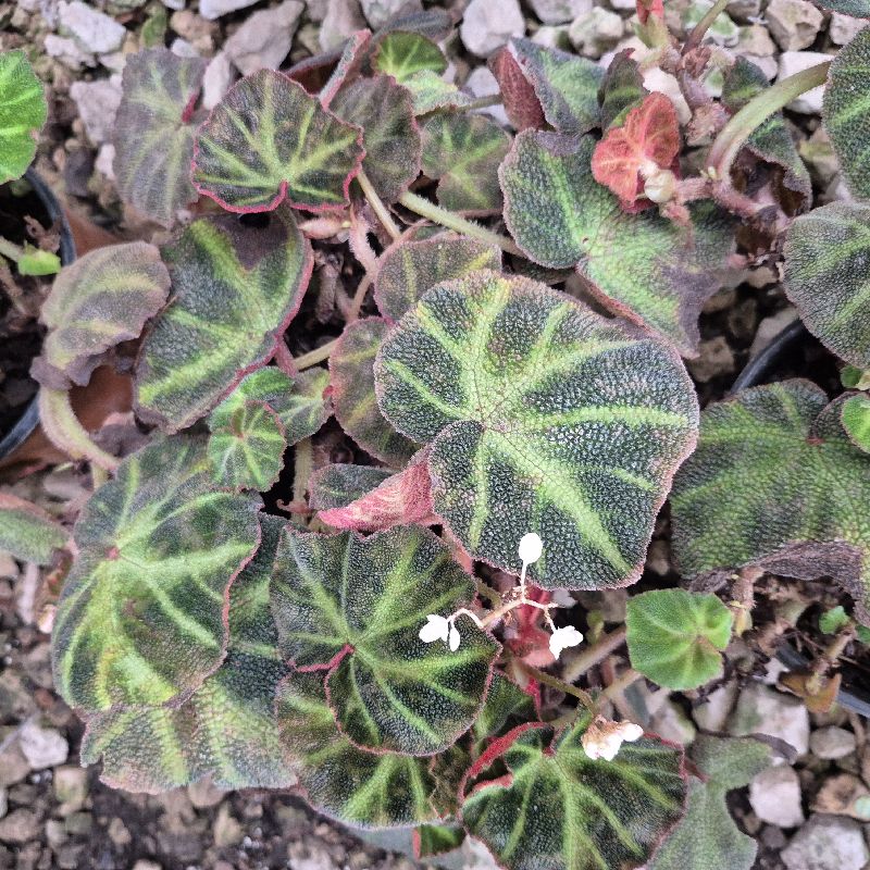 Begonia reptil
