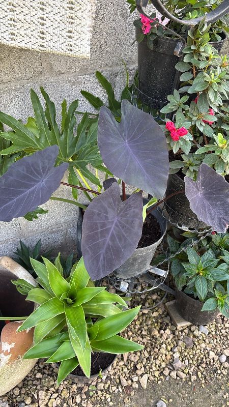 Colocasia hoja negra maceta