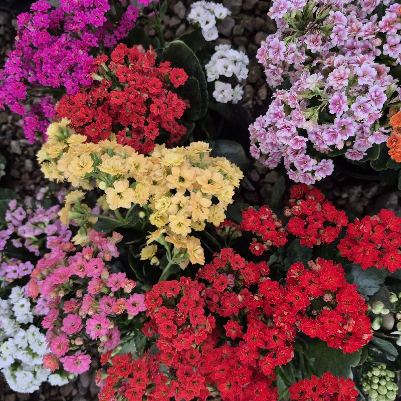 Kalanchoe
