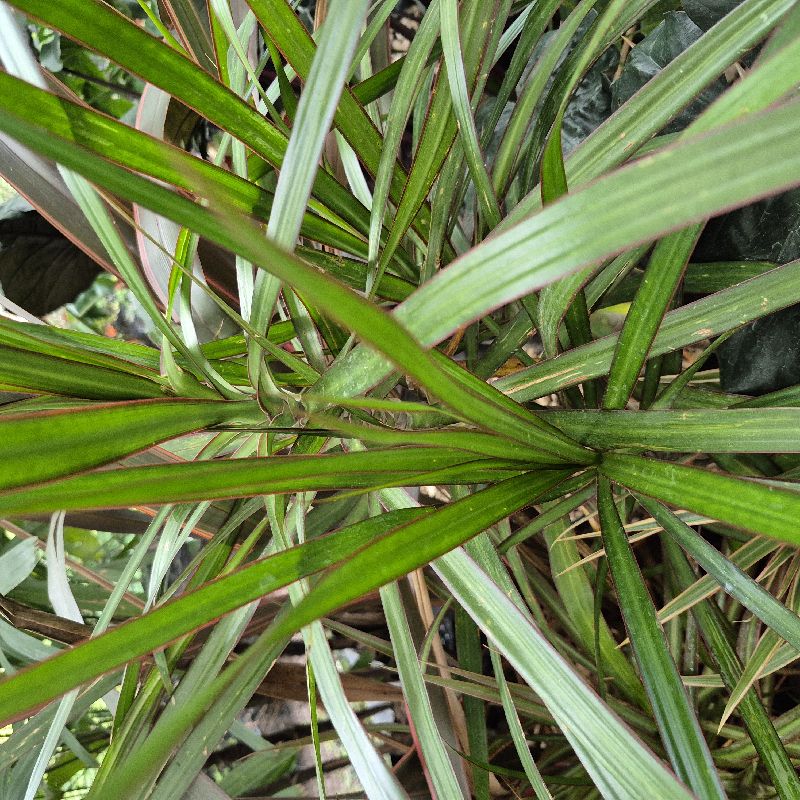 Dracena marginata