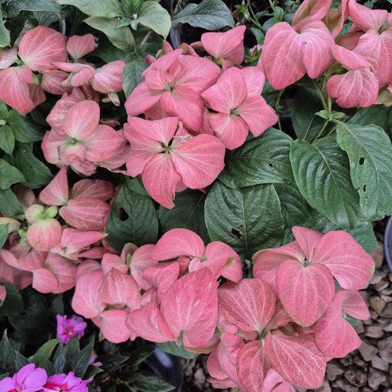 Mussaenda