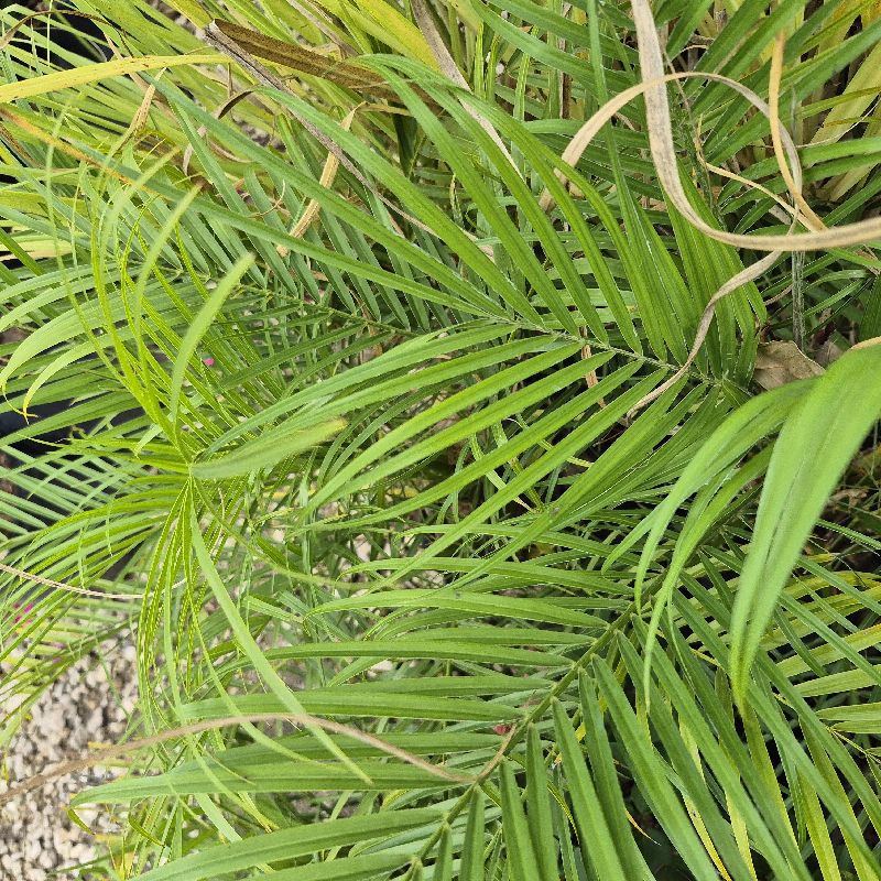 Palma robelina