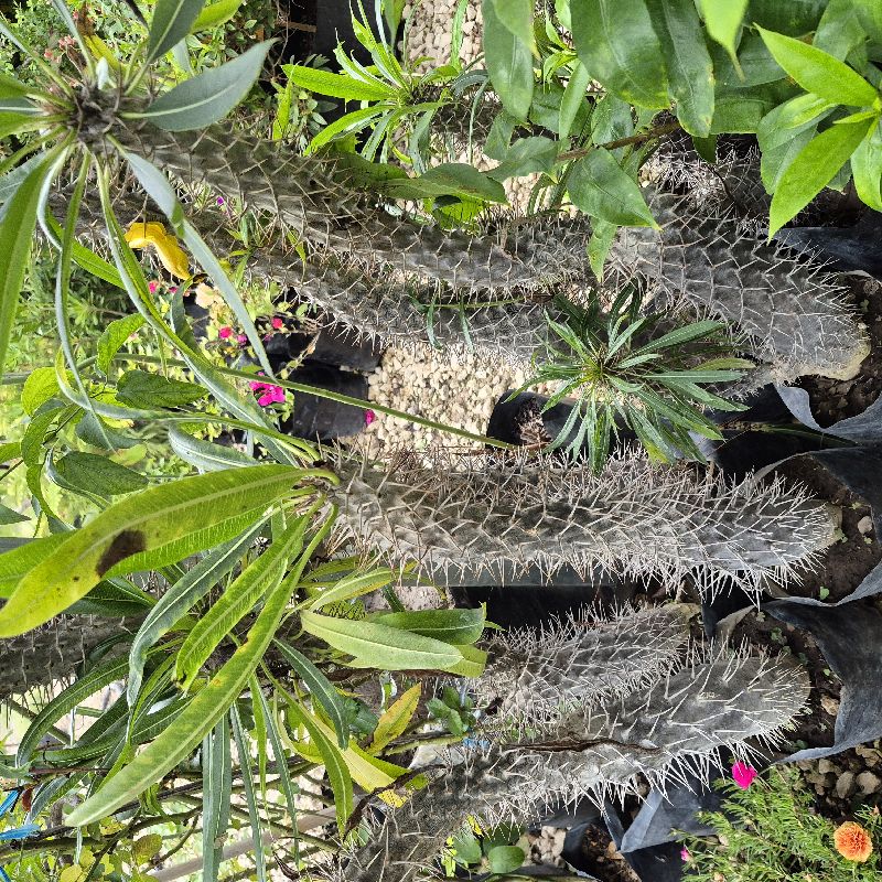 Pachipodium, madagascar med