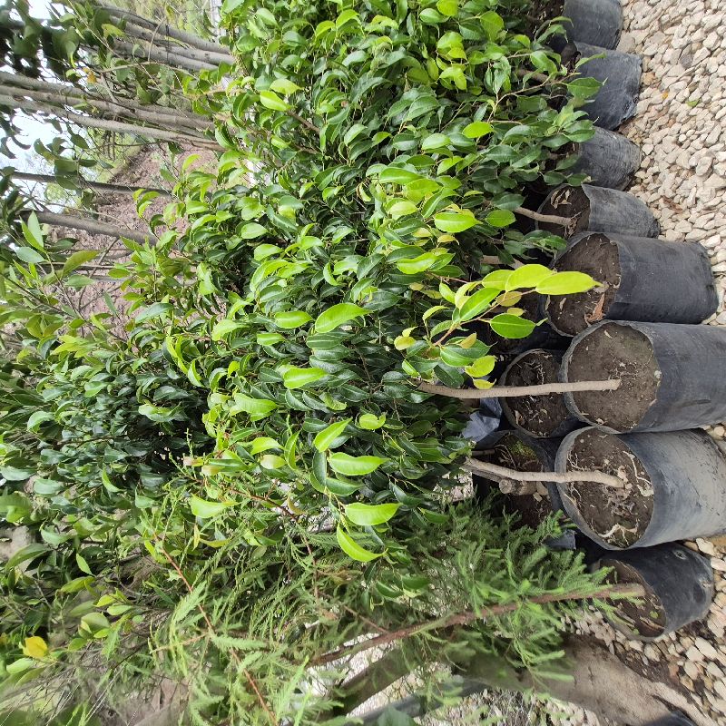 Ficus ch