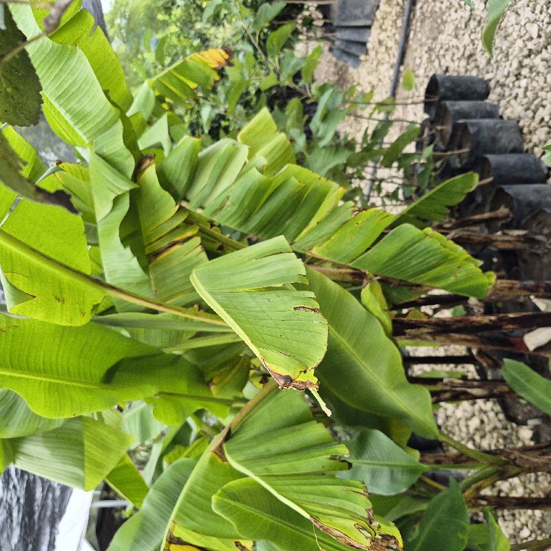 Plátano tabasco med