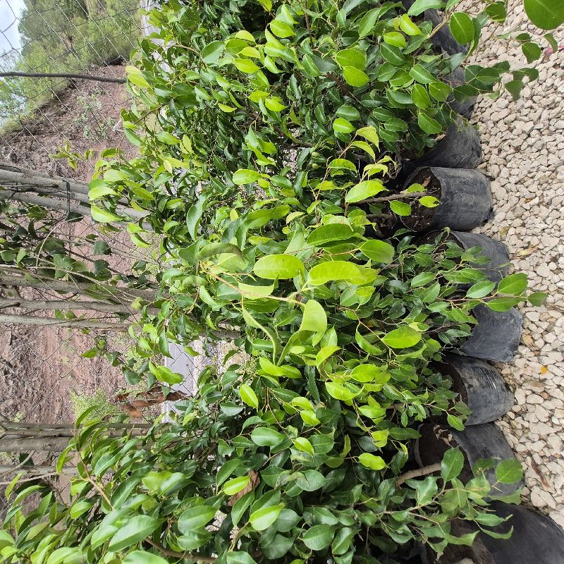 Ficus ch