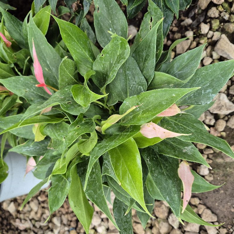 Anturio ch rosa