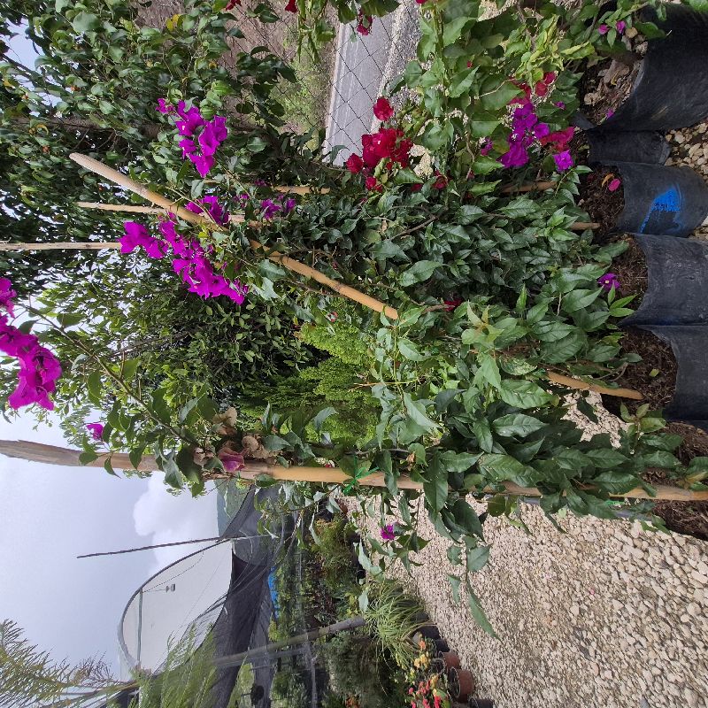 Bugambilia morada vara