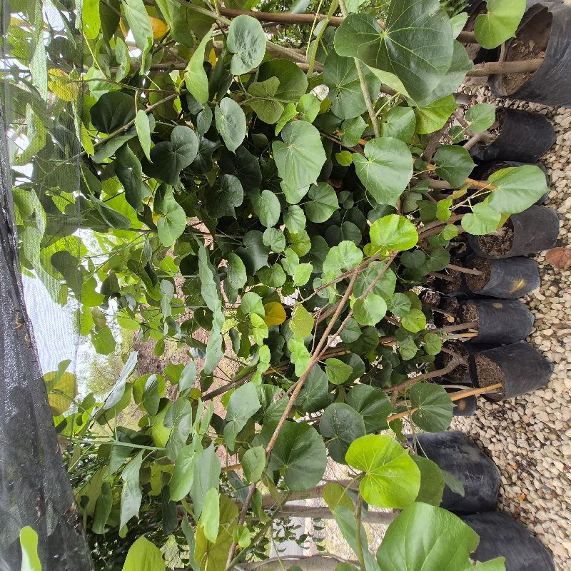 Majagua med