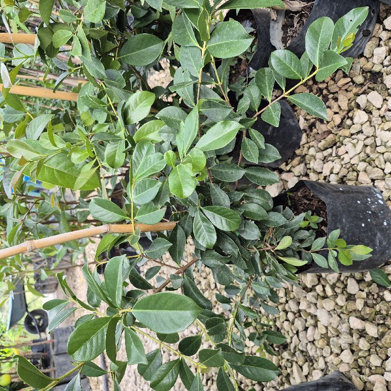 Guayaba japonesa ch
