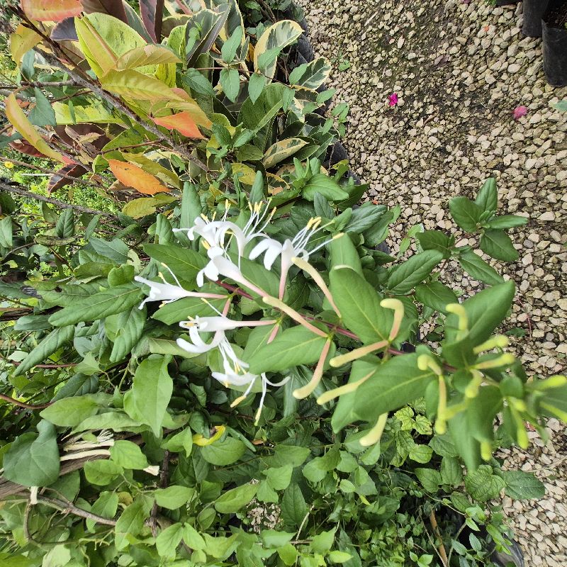 Madre selva blanca