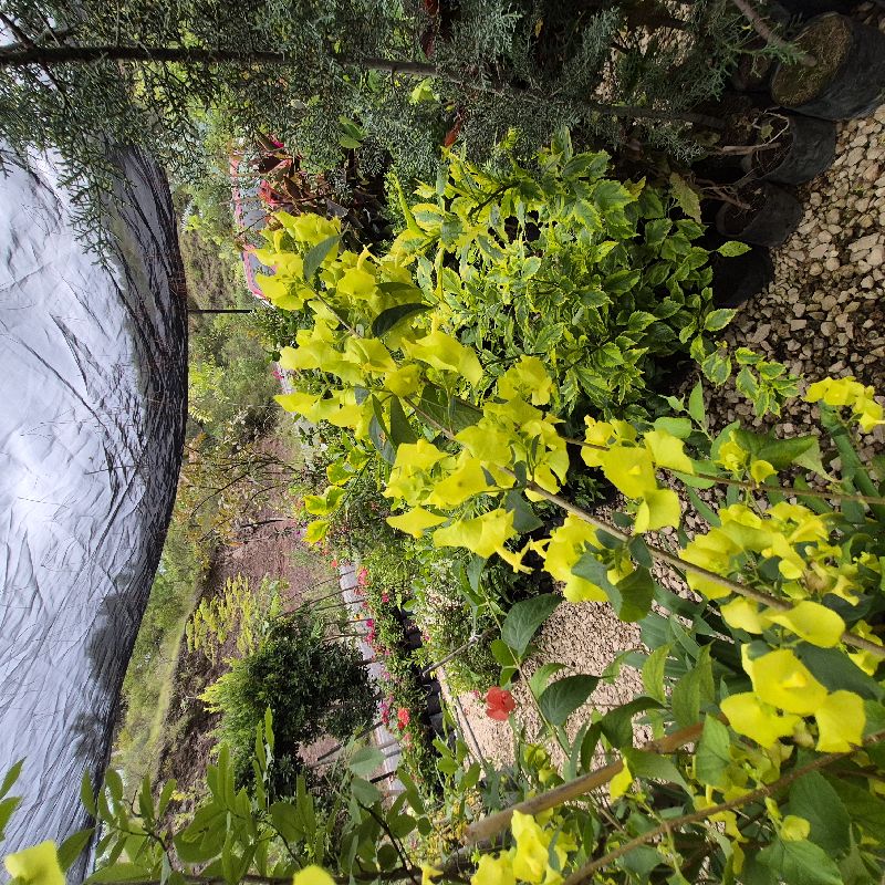 Sombrerito amarillo