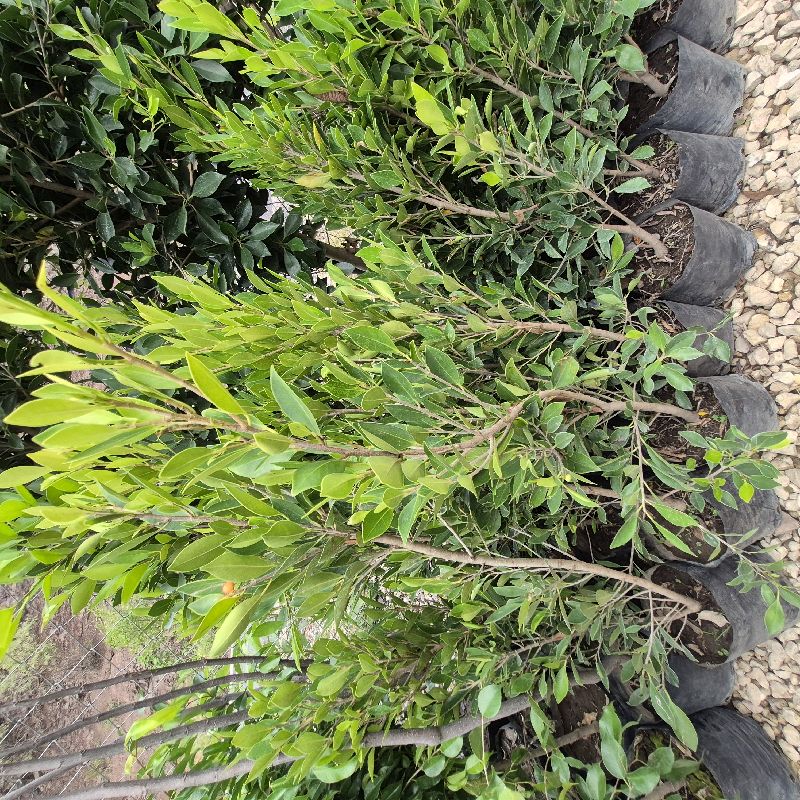 Laurel ch