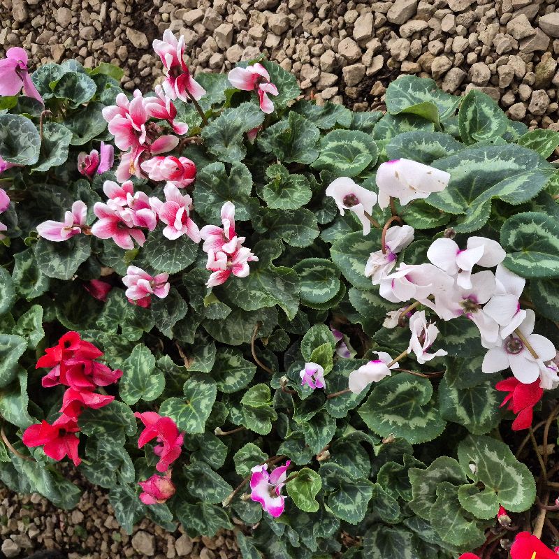 Cyclamen