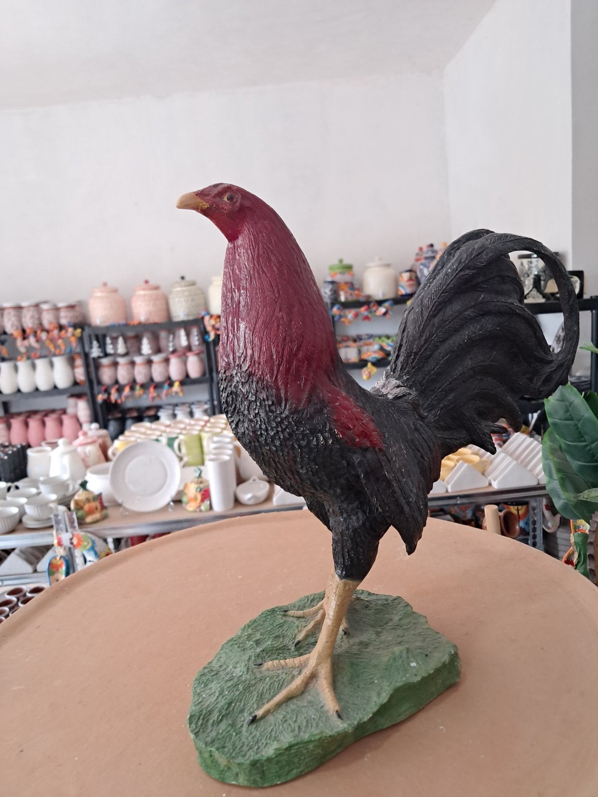 gallo chico